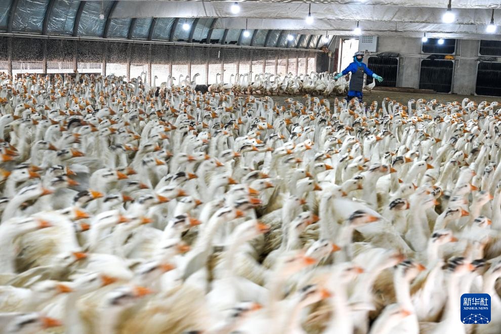 贵州锦屏:小小羽毛球成就县域大产业 贵州锦屏:小小羽毛球成就县域大产业