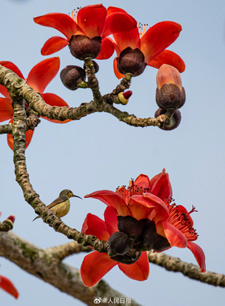 海南的木棉花开了