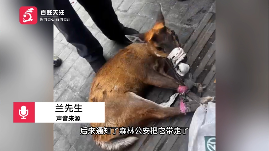 手机店遭“不明来客”闯入，老板吓得跳上柜台：以为是发疯的恶犬