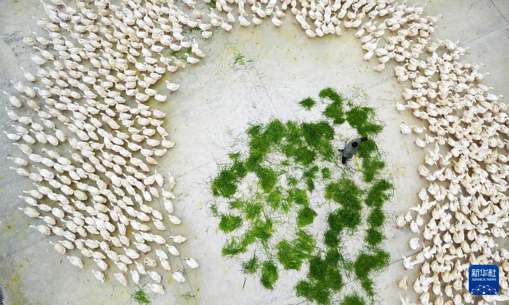 贵州锦屏:小小羽毛球成就县域大产业 贵州锦屏:小小羽毛球成就县域大产业