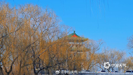 北京柳芽萌动迎立春 北京柳芽萌动迎立春