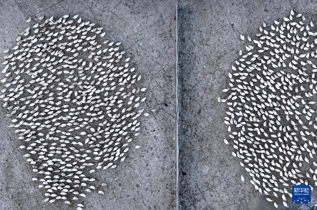 贵州锦屏:小小羽毛球成就县域大产业 贵州锦屏:小小羽毛球成就县域大产业