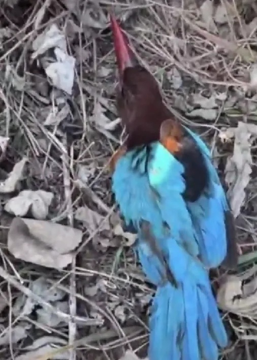 白胸、红嘴、翡翠背！鸟界“颜值担当”，来头不小！