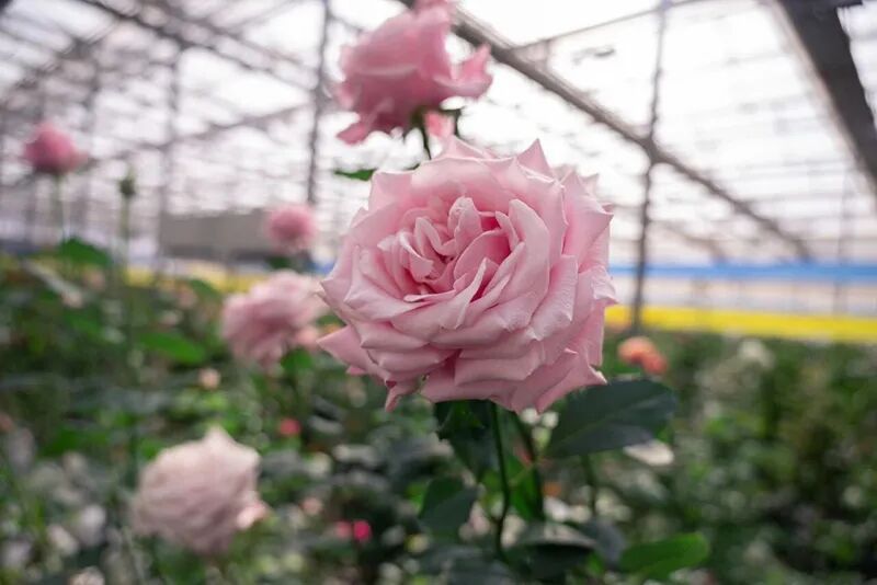 “娇龙”月季，启程赴新疆昭苏！