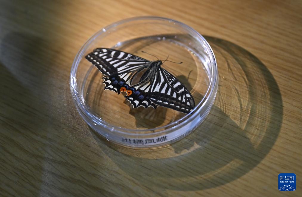 “太空蝴蝶”破蛹展翅验证地球生命韧性