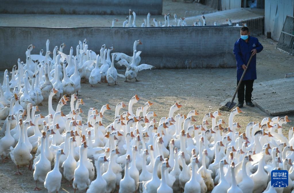 贵州锦屏:小小羽毛球成就县域大产业 贵州锦屏:小小羽毛球成就县域大产业