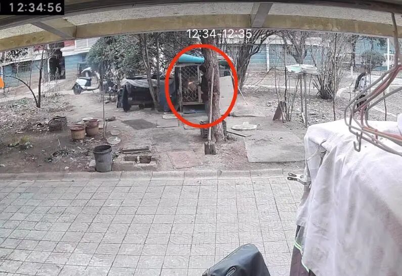 两小孩点燃狗笼后烧死萨摩耶，网友吵翻