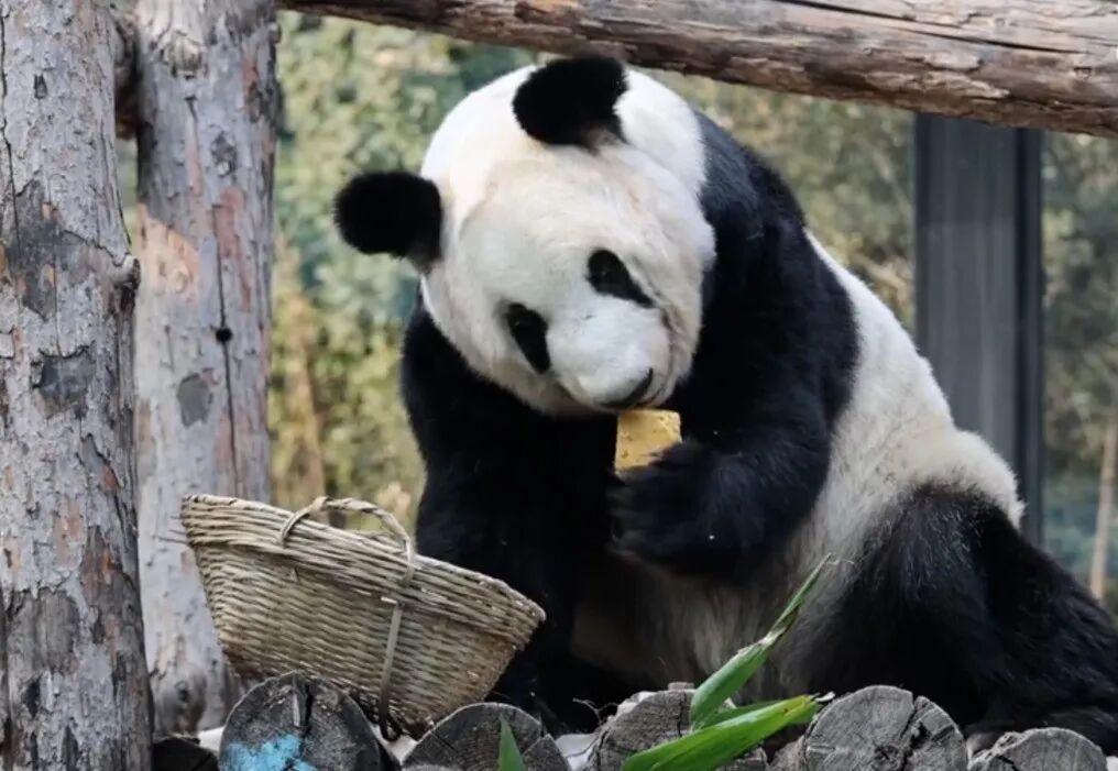 “丫丫”,变了大样!网友:这才是国宝该有的样子! “丫丫”,变了大样!网友:这才是国宝该有的样子!