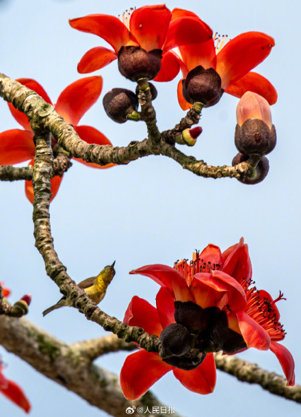 海南的木棉花开了