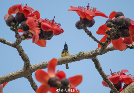 海南的木棉花开了