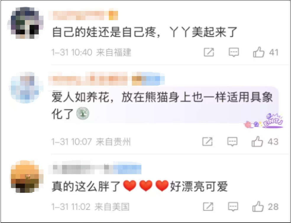 “丫丫”,变了大样!网友:这才是国宝该有的样子! “丫丫”,变了大样!网友:这才是国宝该有的样子!