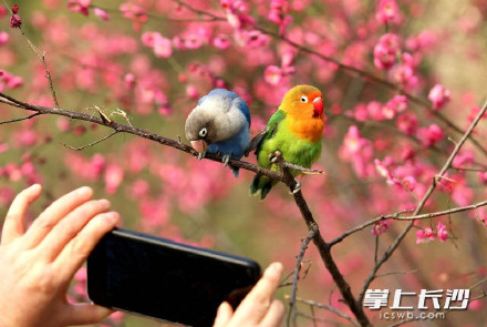 湖南烈士公园梅林偶遇鹦鹉