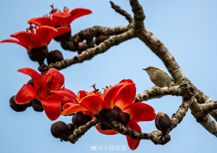 海南的木棉花开了