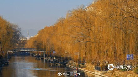 北京柳芽萌动迎立春 北京柳芽萌动迎立春