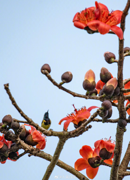 海南的木棉花开了