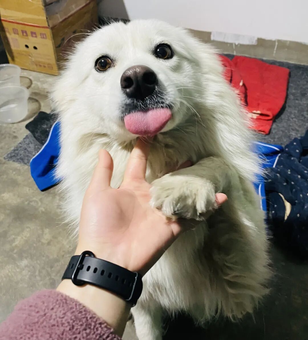 两小孩点燃狗笼后烧死萨摩耶，网友吵翻