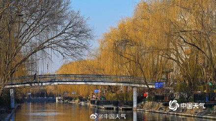 北京柳芽萌动迎立春 北京柳芽萌动迎立春