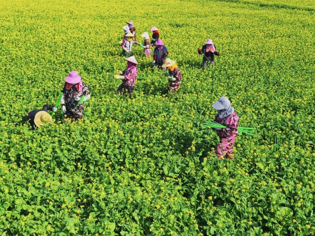 明日立春！厦门最高气温重返20℃+！新一股冷空气周末抵达→
