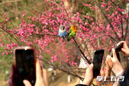 湖南烈士公园梅林偶遇鹦鹉