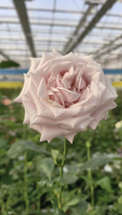 奔赴新疆！“娇龙”，回家了……