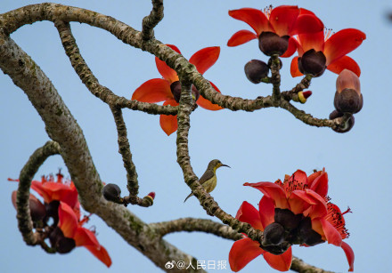 海南的木棉花开了