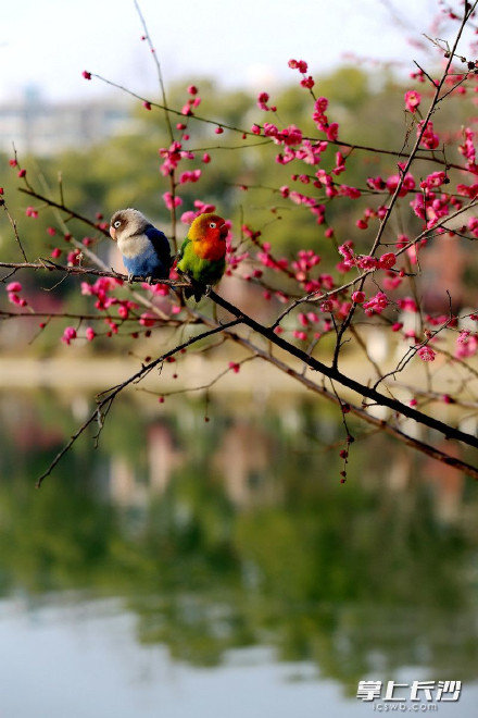 湖南烈士公园梅林偶遇鹦鹉