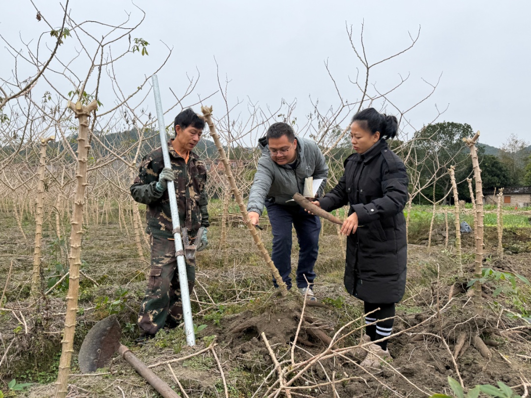 《甄嬛传》里害温宜公主吐奶的“毒物”,咋成了甜品界顶流? 《甄嬛传》里害温宜公主吐奶的“毒物”,咋成了甜品界顶流?