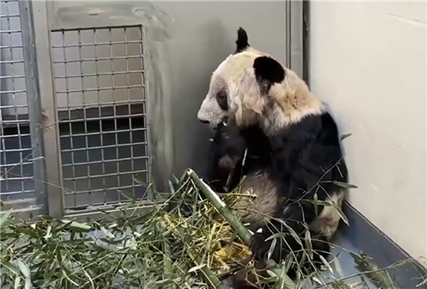 “丫丫”,变了大样!网友:这才是国宝该有的样子! “丫丫”,变了大样!网友:这才是国宝该有的样子!