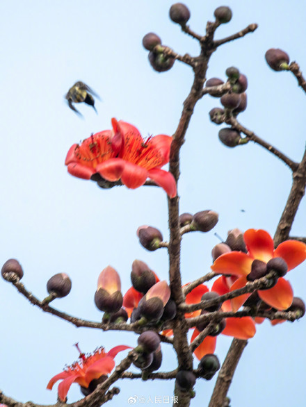海南的木棉花开了