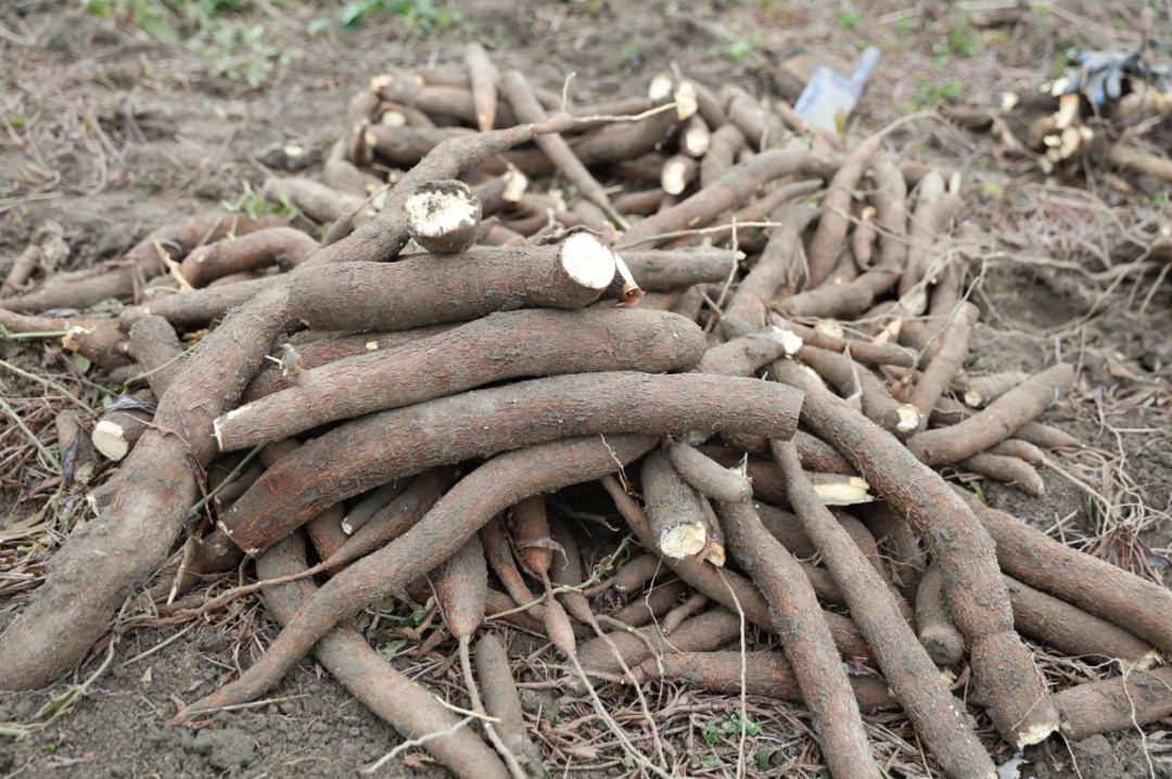 《甄嬛传》里害温宜公主吐奶的“毒物”,咋成了甜品界顶流? 《甄嬛传》里害温宜公主吐奶的“毒物”,咋成了甜品界顶流?