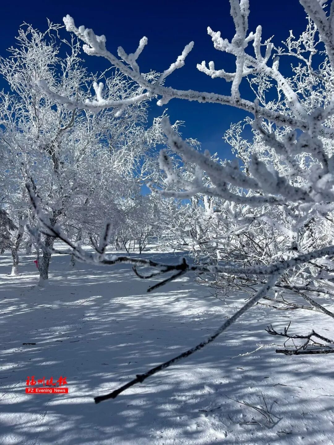 福州男孩发烧到39.1℃：他去东北见到雪太兴奋，吃了几口！医生提醒：雪不能乱吃