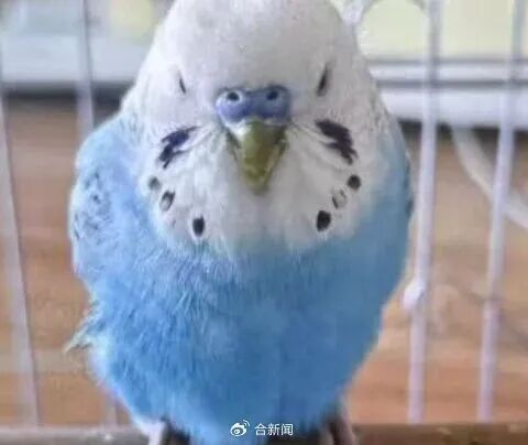 69岁男子养鸡鸭感染鹦鹉热，高烧不退！医生提醒