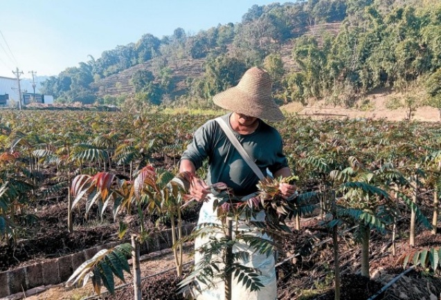 今日立春，宜食“春”！