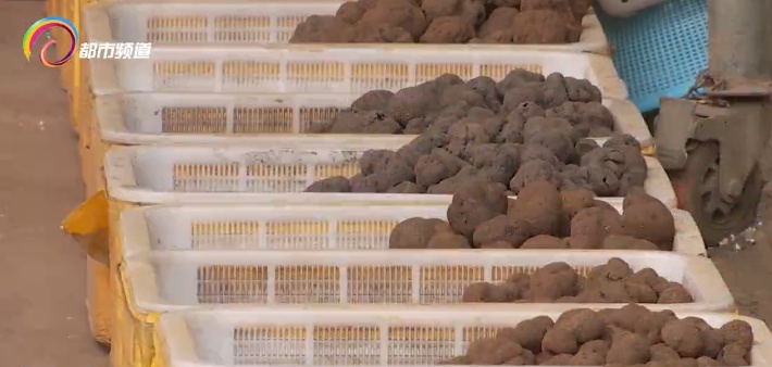 抓紧吃！黑松露落潮，正是入手好时机！三种方法教你囤住鲜味一整年→