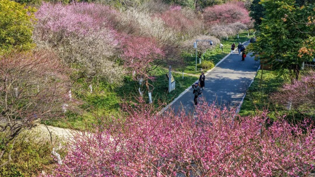 局地-8℃！浙江将迎雨夹雪、大到暴雪，比上一波更猛！