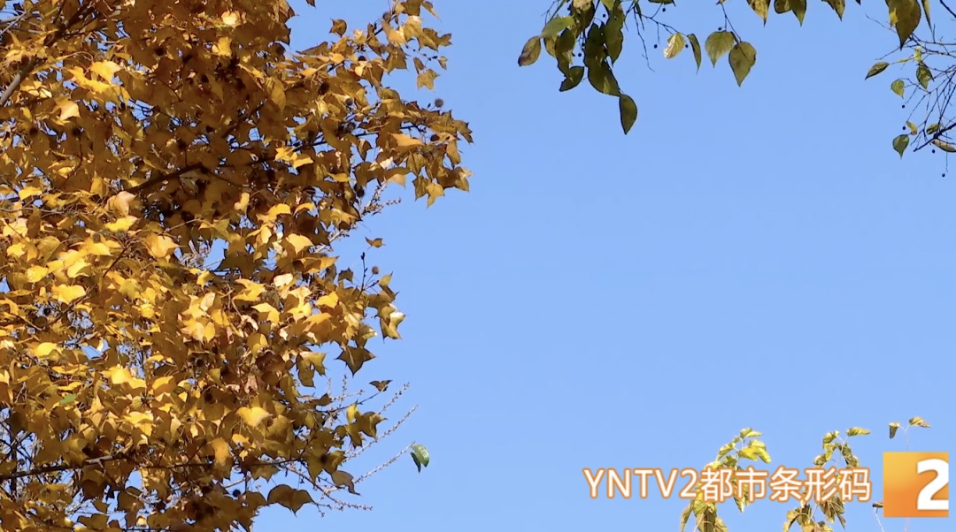 今日立春，天气要变暖？不！云南局地将断崖式降温超10°C