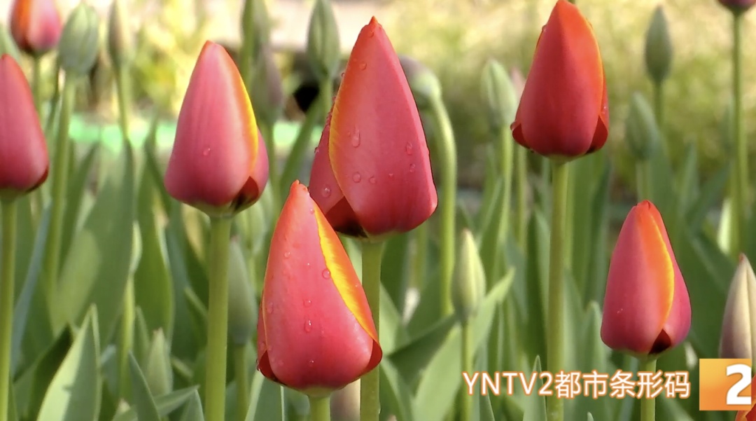 今日立春，天气要变暖？不！云南局地将断崖式降温超10°C