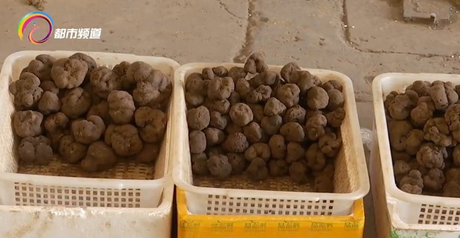 抓紧吃！黑松露落潮，正是入手好时机！三种方法教你囤住鲜味一整年→