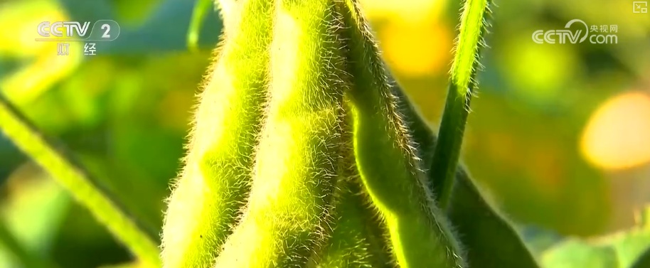 聚焦中央一号文件 高标准农田建设加快 冬修水利按下“快进键”