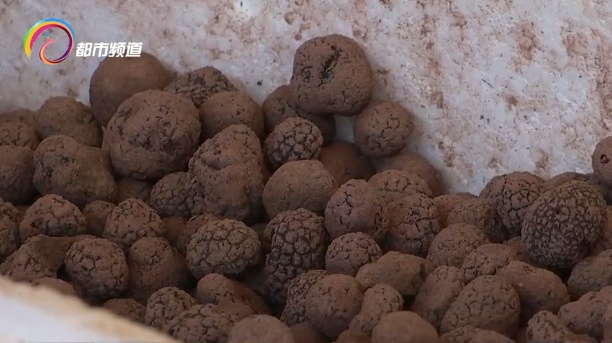 抓紧吃！黑松露落潮，正是入手好时机！三种方法教你囤住鲜味一整年→