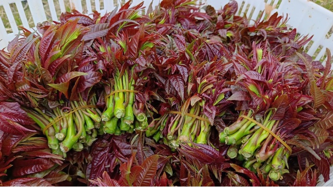 今日立春，宜食“春”！