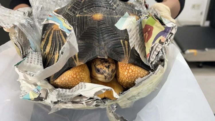 深圳湾海关在客运进境渠道查获濒危辐纹陆龟2只，共重11.8千克