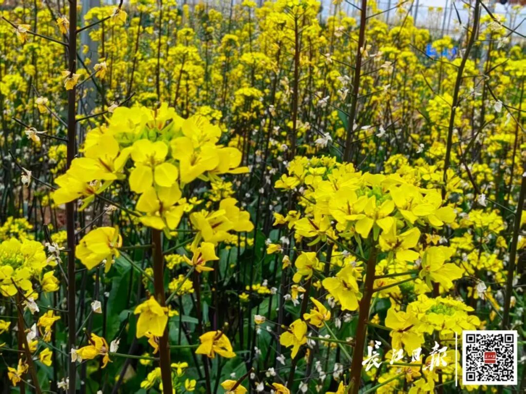 武汉又要下雪！何时入春？回应来了