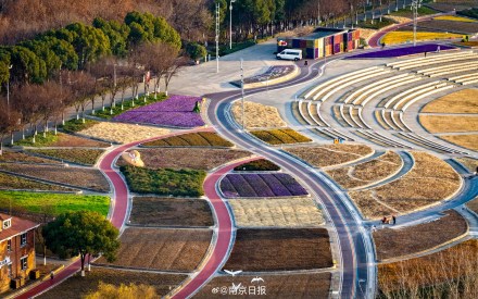美出圈！南京左岸花海冬日繁花盛放，美如巨型调色盘