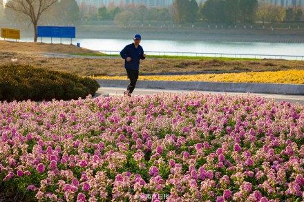 美出圈！南京左岸花海冬日繁花盛放，美如巨型调色盘