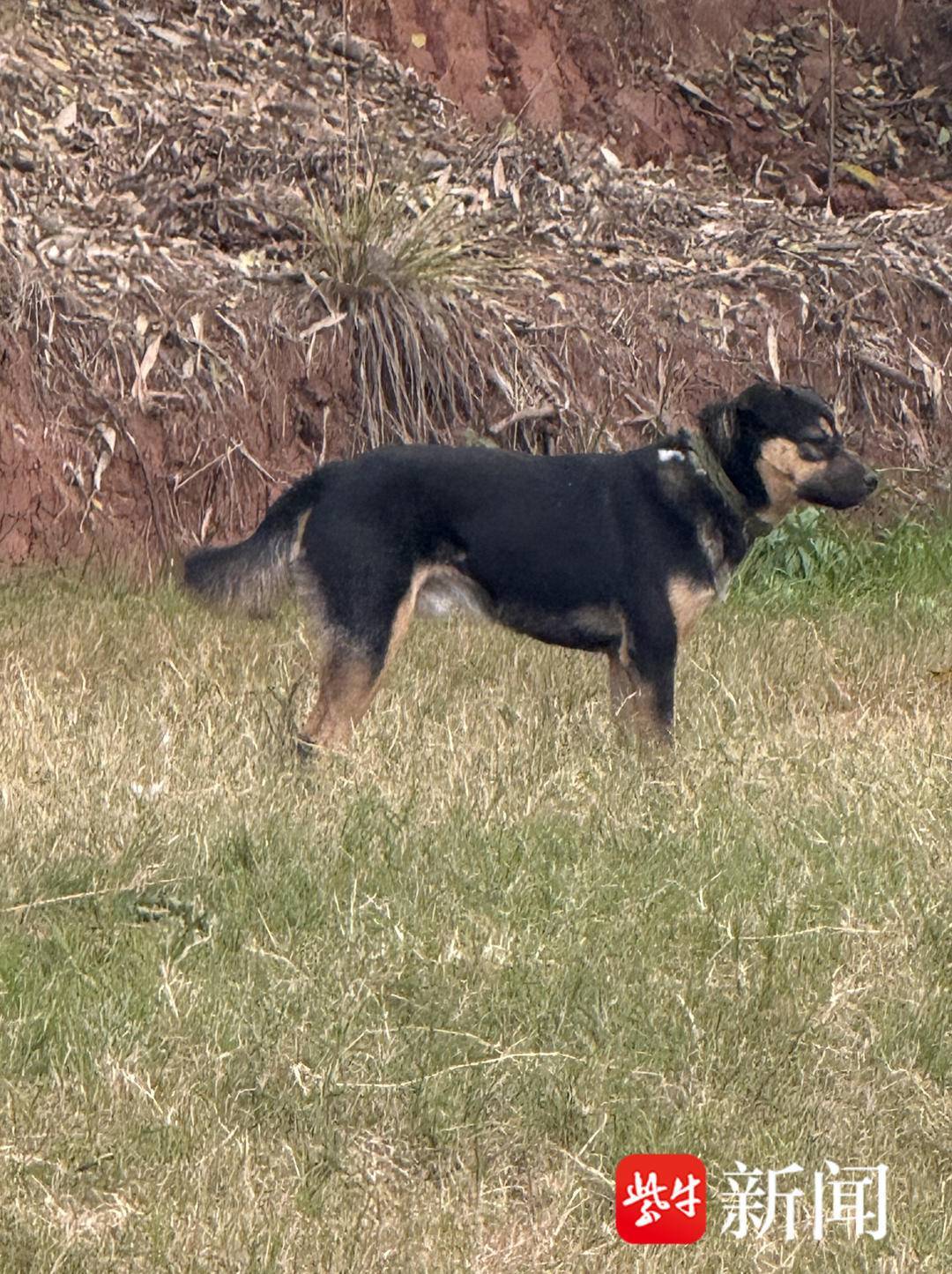 四川一救援队唯一搜救犬被装袋打死后售卖，偷狗者已被警方抓获