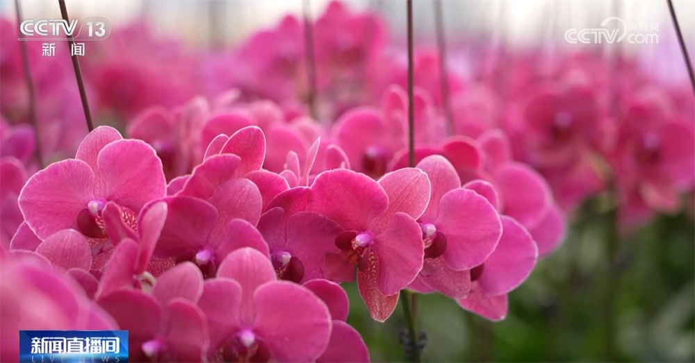 “传统文化+硬核科技”撬动文旅消费新场景 融合创新助力“年经济”无限可能 “传统文化+硬核科技”撬动文旅消费新场景 融合创新助力“年经济”无限可能