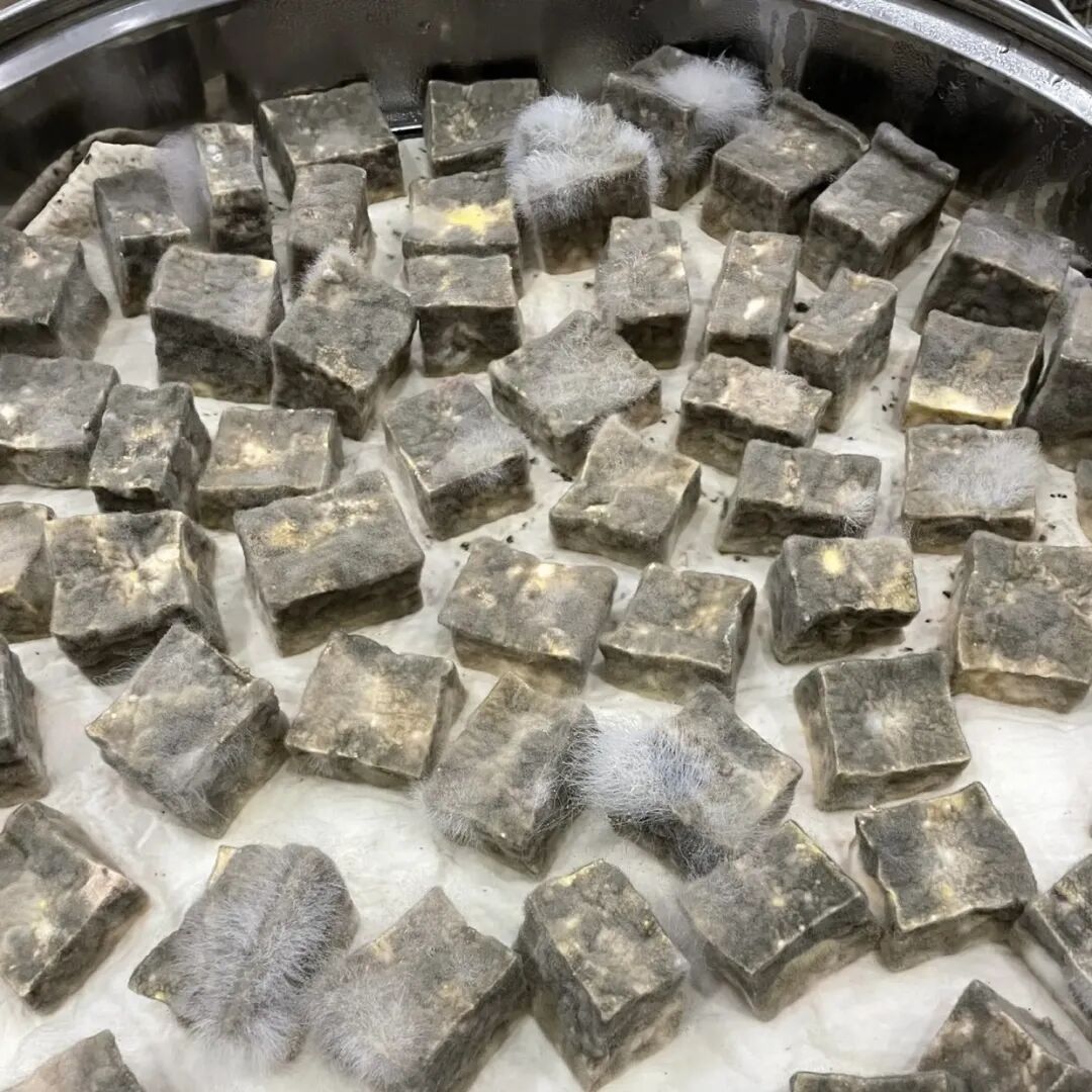 蝌学零距离丨雪地卖霉豆腐爆火！但这种“长毛”豆腐，可别随便吃！
