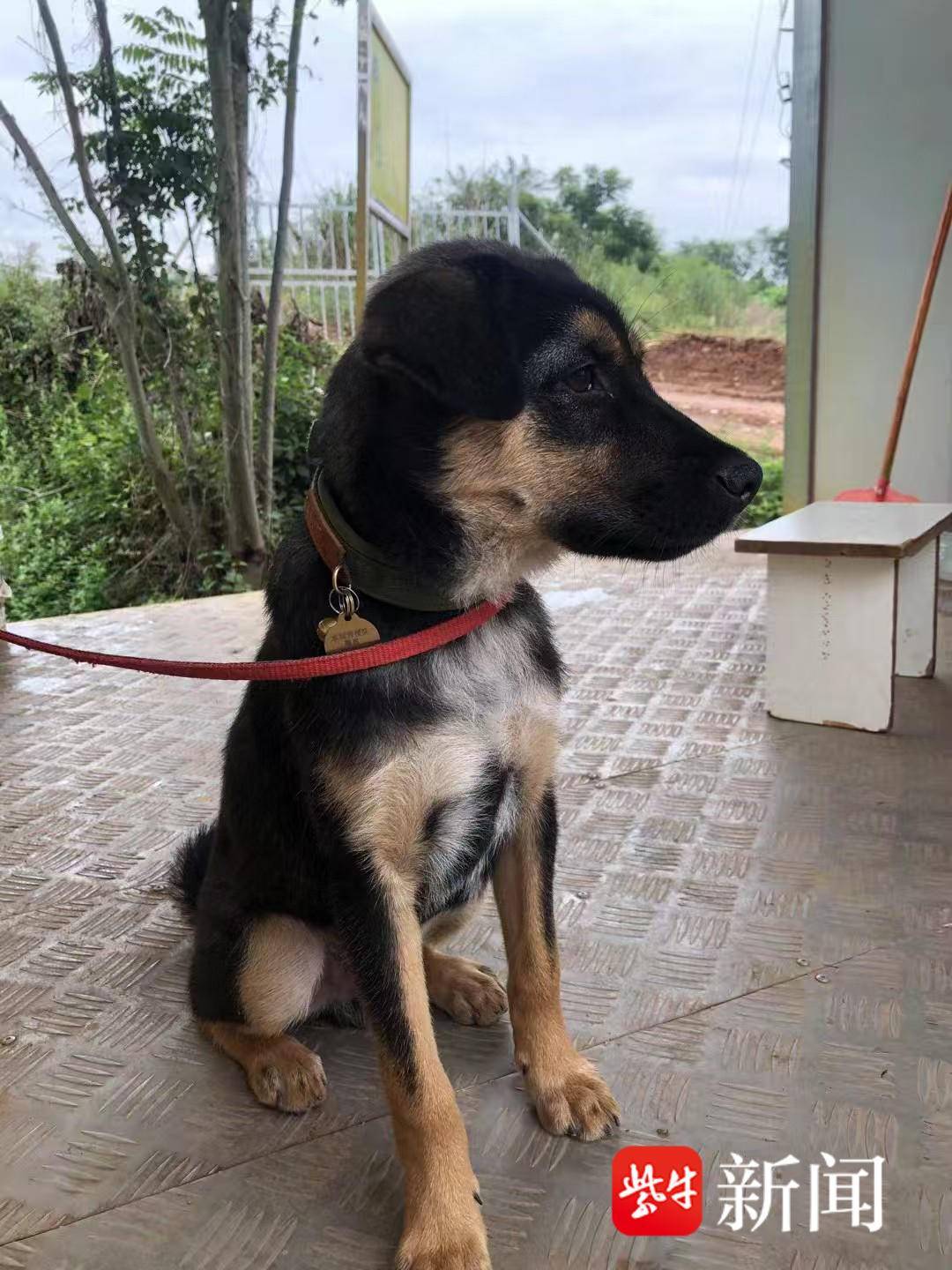 四川一救援队唯一搜救犬被装袋打死后售卖，偷狗者已被警方抓获