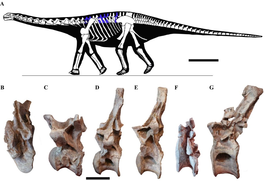 林氏雁塔龙，被发现！